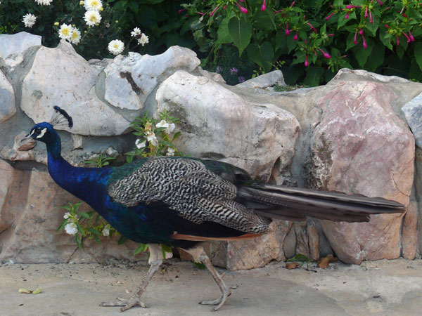 birds_peacock