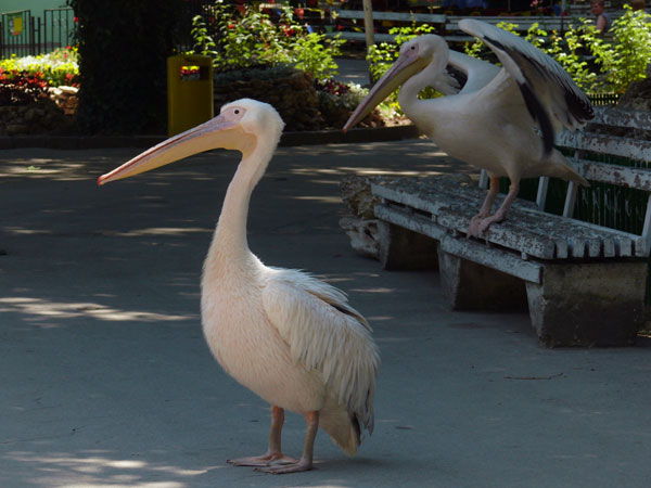 birds_pelikans