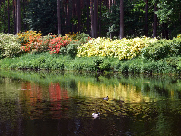 reflect_pond