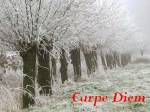winterlandscape new Carpe Diem Logo
