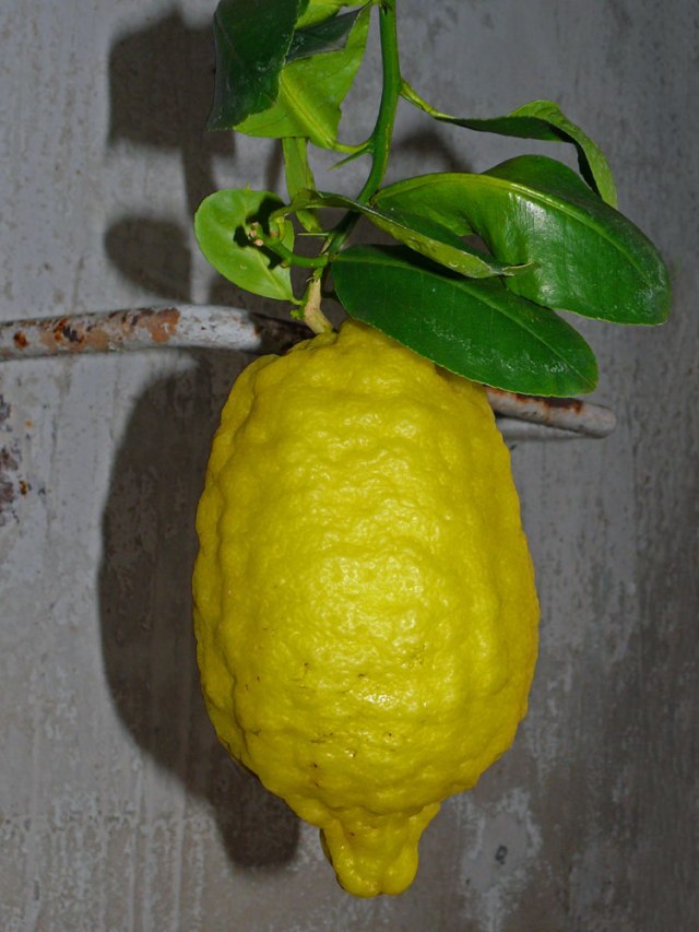 pipe_lemon