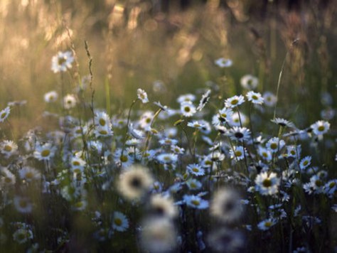 haiku_summer meadow